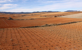 Tecnovino vinedo en Espana plantacion UPA 280x170