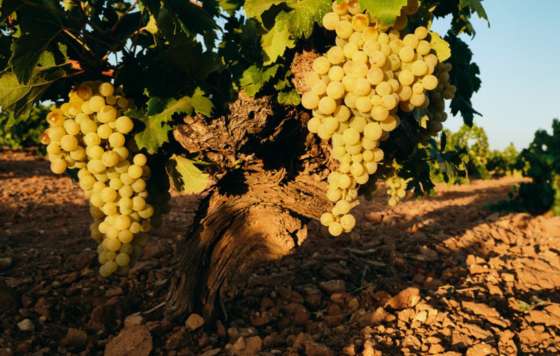 Tecnovino- Alejairén Crianza 2022, un vino blanco de La Mancha con uva airén