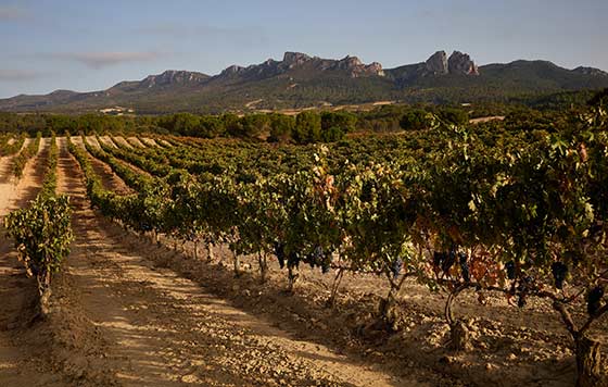 Tecnovino Bodegas Puente del Ea viñedo 1