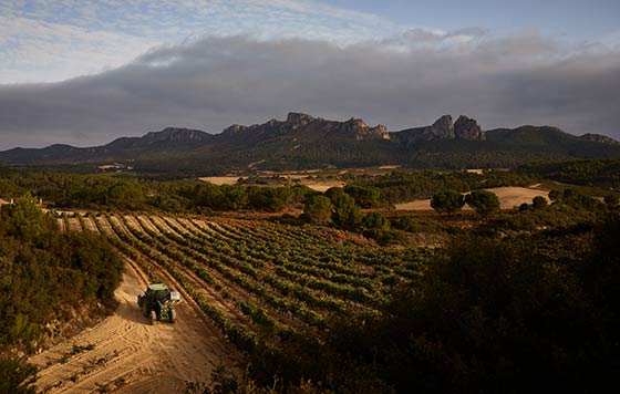 Tecnovino Bodegas Puente del Ea viñedo 2