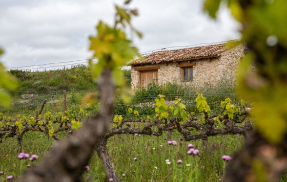 Tecnovino - Familia Fernández Rivera adquisición de viñedo ecológico