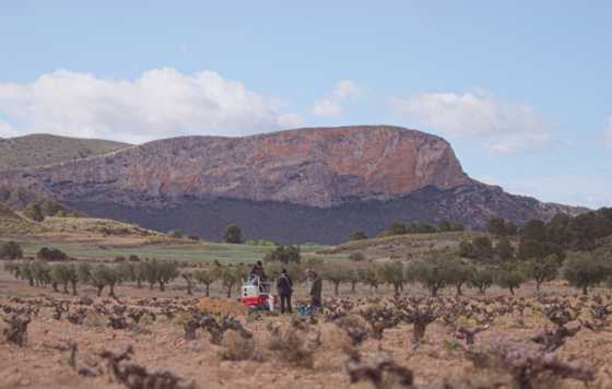 Tecnovino- La clave del viñedo viejo en la DOP Jumilla, documental del viaje de The Old Vine Conference a la DOP Jumilla