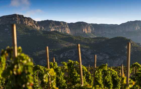 Tecnovino- bodega Scala Dei, viñas