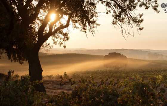 Tecnovino- viñedo de Bodegas La Horra