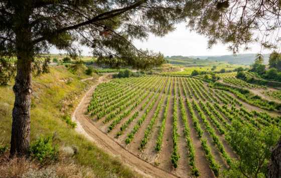 Tecnovino- viñedo de Bodegas Murua, Masaveu Bodegas