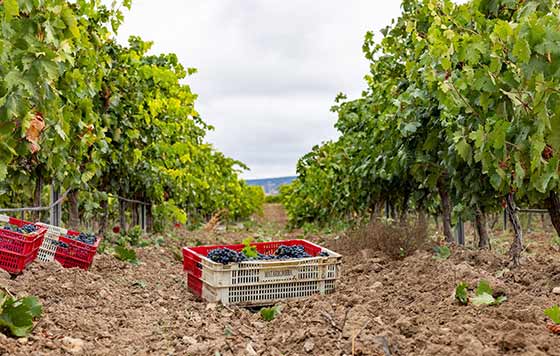 Tecnovino- Bodegas Familiares Matarromera Inteligencia Artificial Tipsa y MIcrosoft vendimia 2