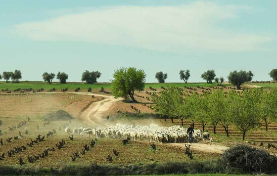 Tecnovino- Más Que Vinos Toledo, viñedo