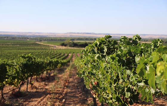 Tecnovino- Gran Vino de Rueda Bodegas Prius viñedo