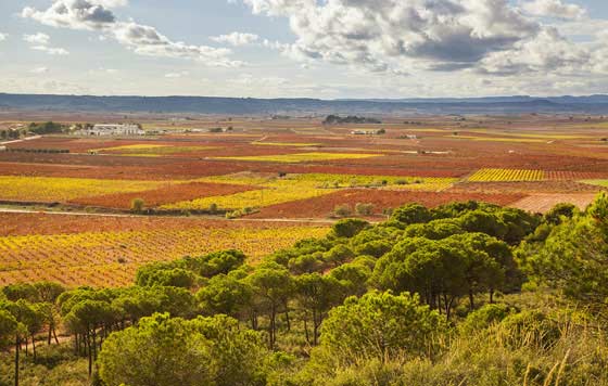 Ruta del vino Utiel-Requena enoturismo