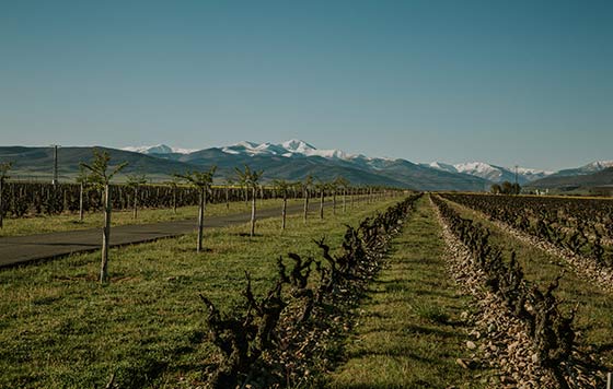 Tecnovino premios de enoturismo Bilbao Rioja 2025 Finca La Emperatriz vinedo