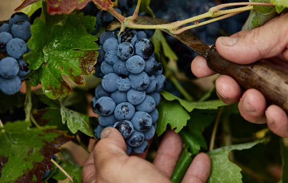 Tecnovino- vendimia DOP Sierra de Salamanca