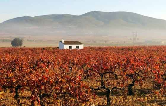 Tecnovino viñedos irrigados