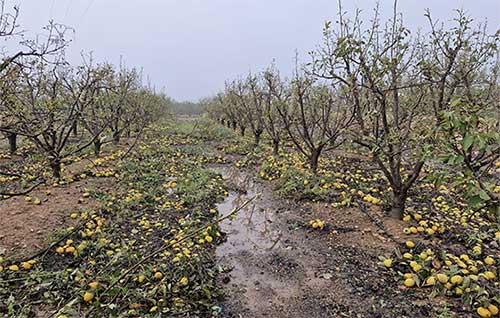 Tecnovino- Agroseguro Dana seguros agrarios