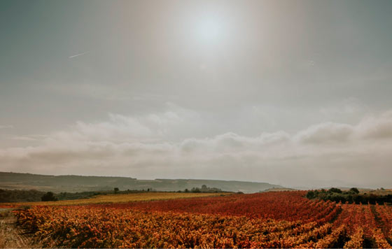 Tecnovino-Bodegas Franco-Españolas SWfCP viñedo