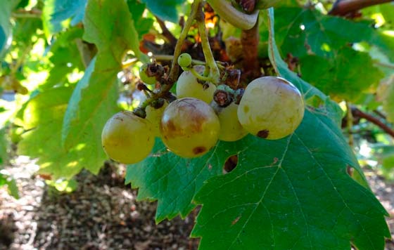 Tecnovino- variedad de uva hebén Comunidad de Madrid