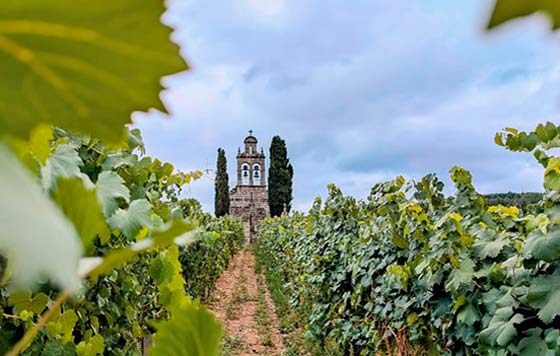 Tecnovino- variedades de uva secundarias de la DO Ribeiro