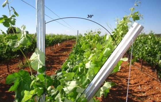 Tecnovino- La orientación de las vides hacia el oeste mejora la composición del vino y permite la adaptación al cambio climático