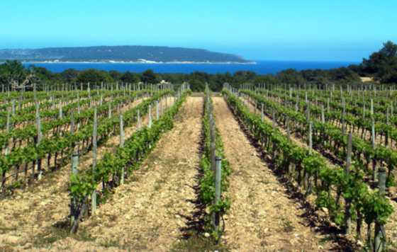 Tecnovino- Vinos de Formentera viñedo de Cap de Barbaria