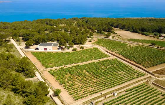 Tecnovino- Vinos de Formentera viñedo Terramoll