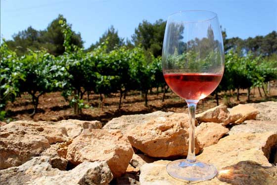 Tecnovino- Vinos de Formentera viñedo y vino