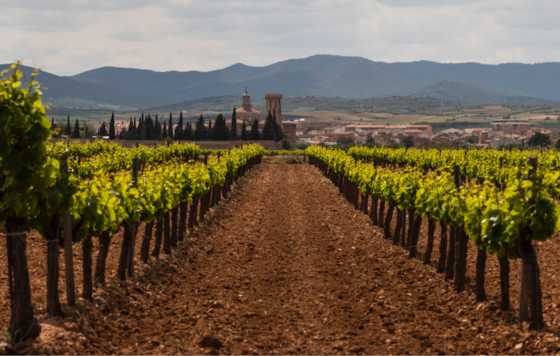 Tecnovino- Grenaches du Monde, concurso internacional uva garnacha, 13 edición Cariñena, Ciudad Europea del Vino 2025 y Zaragoza, Capital Mundial de la Garnacha