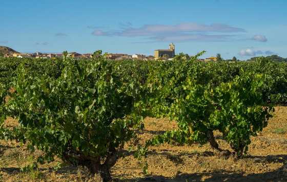 Tecnovino- La D.O. Ribera del Duero variedades de uva de su zona amparada