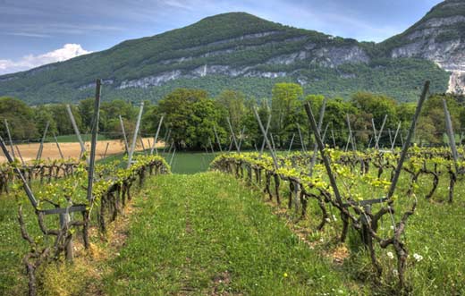 Tecnovino- cosecha en verde en el sector del vino Mapa