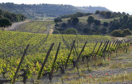 Tecnovino- gestión riego y uso cubiertas vegetales en el viñedo, proyecto Prerivid, viñedo Quinta Sardonia