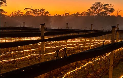 Tecnovino- sistema antiheladas para viñedos Frolight, viñedo atardecer